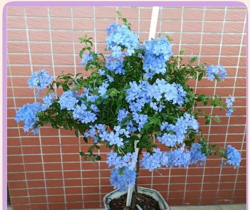 哪些花沾土就能活？趁着5月多种一些开花太美吗？