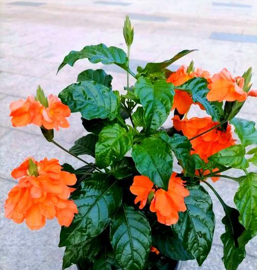 哪些花沾土就能活？趁着5月多种一些开花太美吗？