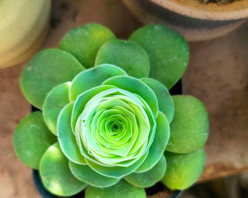 绿色植物叶片在阳光下会释放二氧化碳吗？这是真的吗？