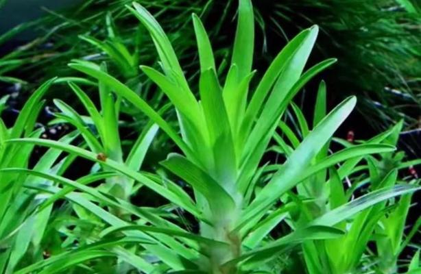 绿色植物叶片在阳光下会释放二氧化碳吗？这是真的吗？