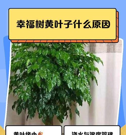 叶子变黄是什么原因？有哪些解决建议？