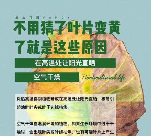 叶子变黄是什么原因？有哪些解决建议？
