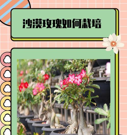 沙漠玫瑰如何种植？种植指南中有哪些要点？