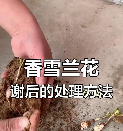 香雪兰养护需要注意什么？有哪些有效的养护攻略？