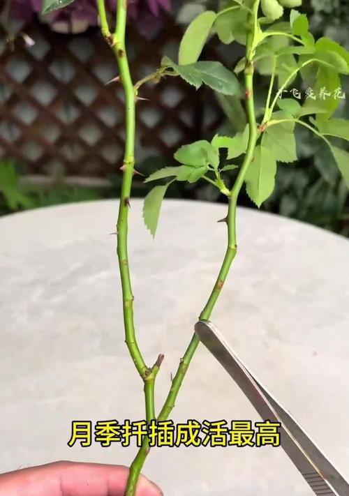 月季扦插新招海绵法是什么？7天能长出大白根吗？