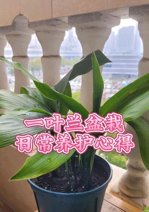盆栽一叶兰如何养护？有哪些注意事项？