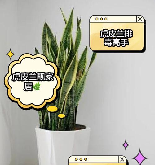 虎皮兰多久浇一次水？养殖时有哪些注意事项？