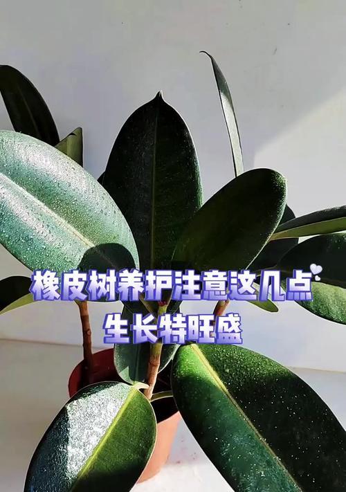 橡皮树如何全方位养护与繁殖？指南中有哪些要点？