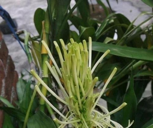 富贵竹开花需要多久？如何养护才能促进开花？