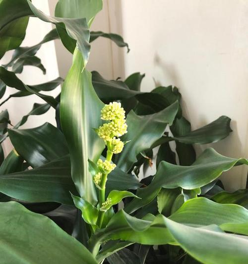 富贵竹开花需要多久？如何养护才能促进开花？