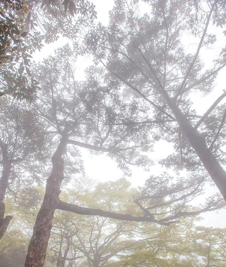 百山祖冷杉盛花期是什么时候？如何保护濒危植物？