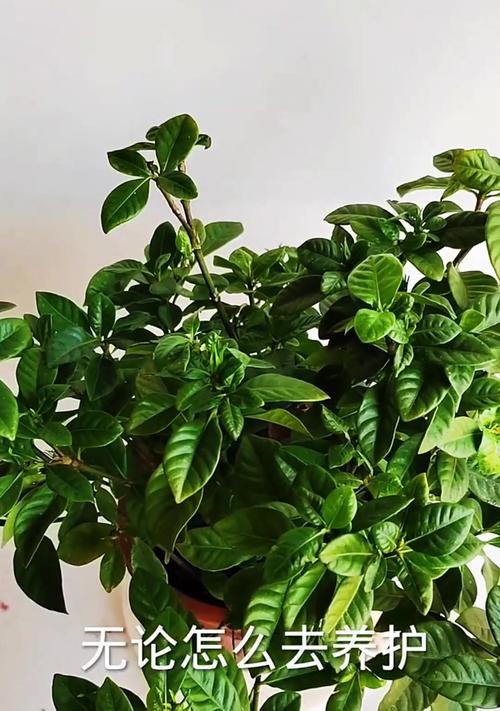 栀子花黄叶问题如何解决？黄叶的常见原因有哪些？