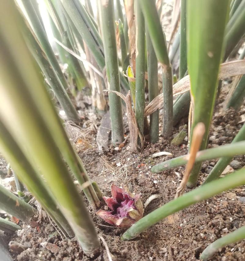 一叶兰开花有什么预示？如何正确解读一叶兰的开花？
