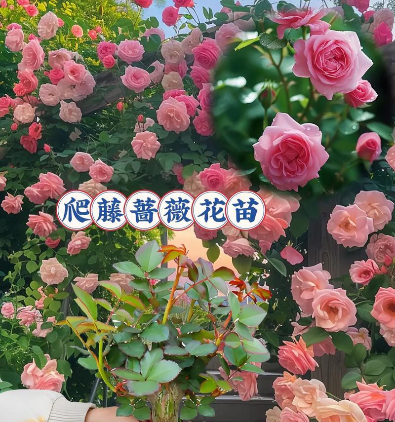 沂源蔷薇花如何培育？18年培育的蔷薇花有何特点？
