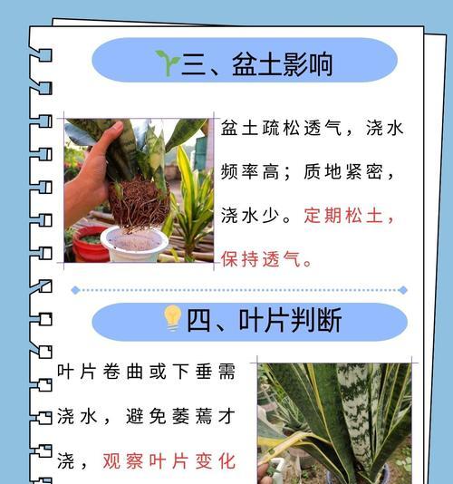 虎皮兰如何养护？光照和水分管理有哪些要点？