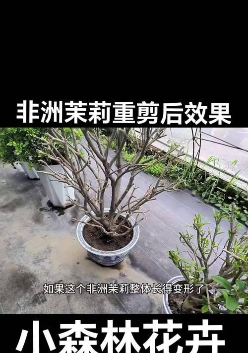 非洲茉莉如何养殖和修剪？养殖与修剪的正确方法是什么？