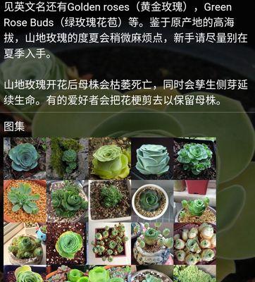 山地玫瑰根系枯萎的原因是什么？如何避免这种情况发生？