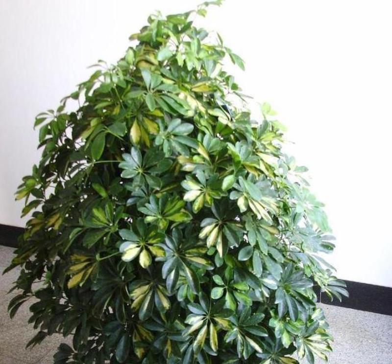 鸭爪木需要什么肥料？施肥的正确方法是什么？