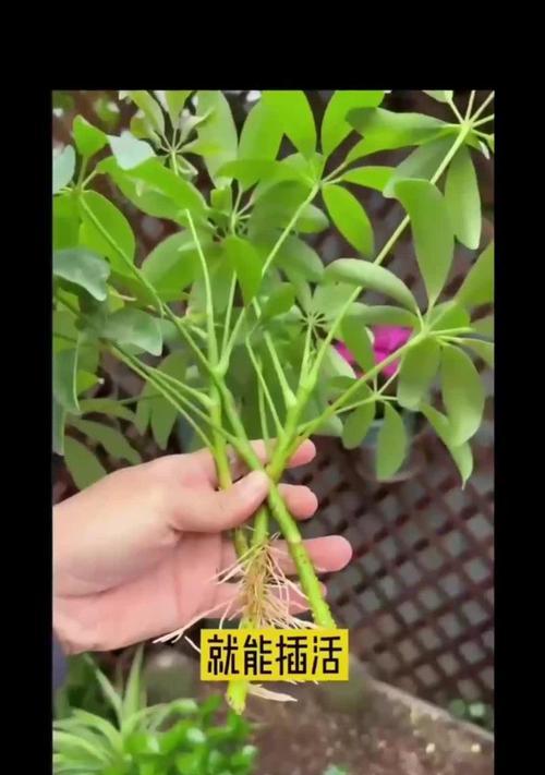 鸭爪木需要什么肥料？施肥的正确方法是什么？