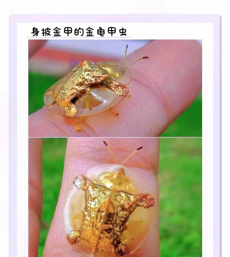 百千金甲挂枝头是什么意思？如何理解这一现象？