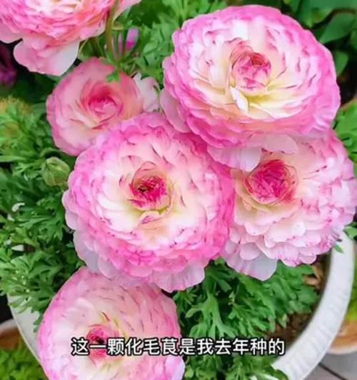 花毛茛如何养殖？养殖方法有哪些要点？