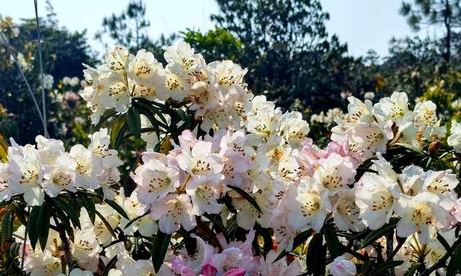 杜鹃花的花期有多长？如何延长杜鹃花的花期？