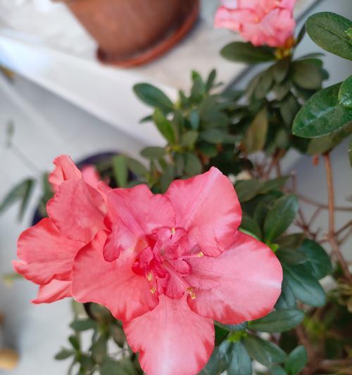 杜鹃花的花期有多长？如何延长杜鹃花的花期？