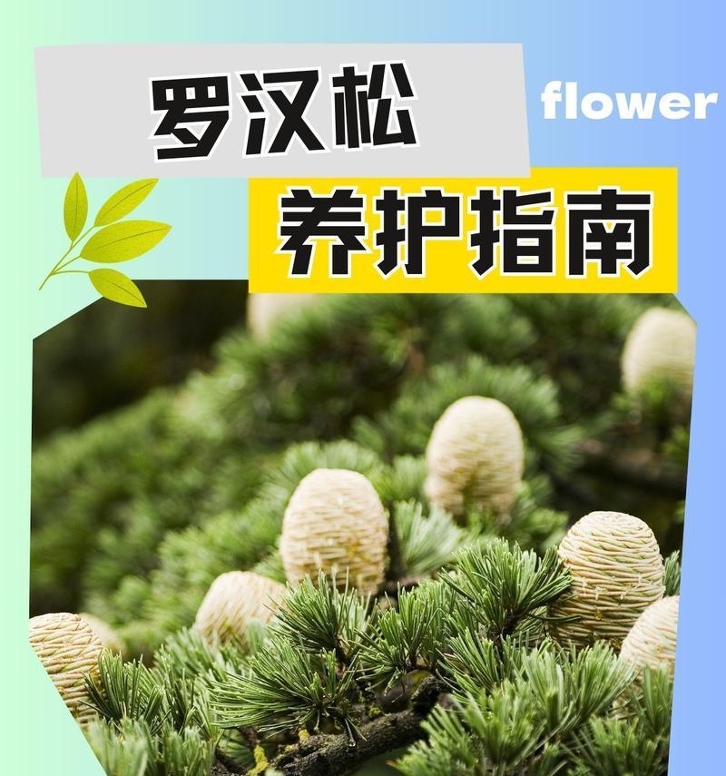 罗汉松如何养护？养护指南有哪些要点？