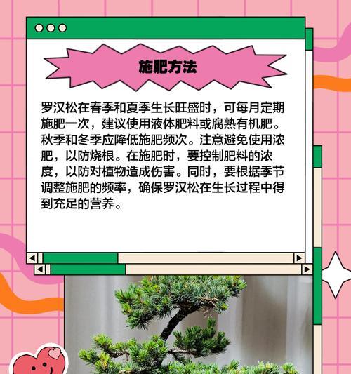罗汉松如何养护？养护指南有哪些要点？