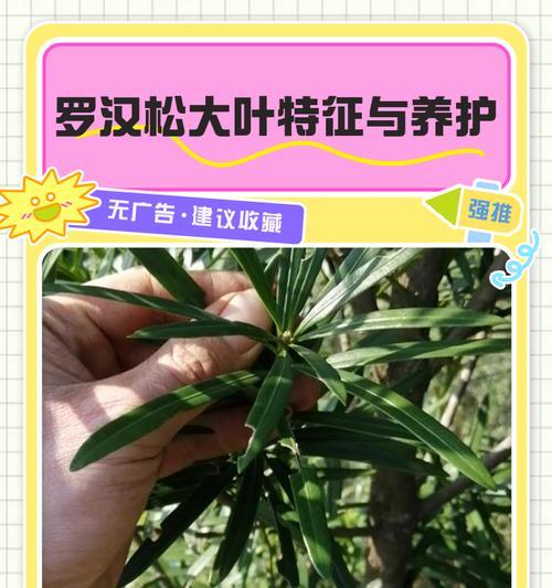 罗汉松如何养护？养护指南有哪些要点？