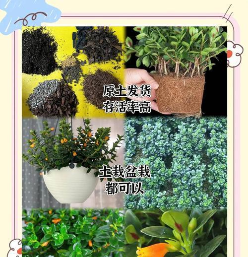 金鱼吊兰盆栽如何养护？有哪些注意事项？
