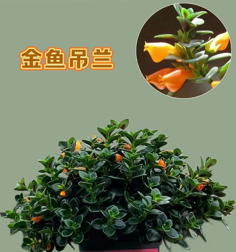 金鱼吊兰盆栽如何养护？有哪些注意事项？