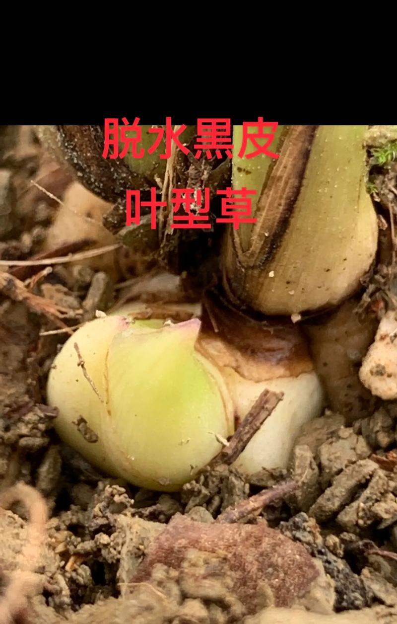 惠兰叶子枯萎怎么办？正确的处理方法是什么？