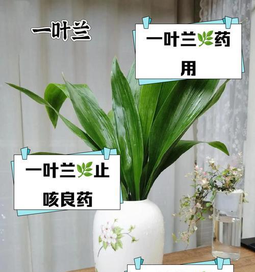 一叶兰的正确养护方法是什么？如何确保一叶兰健康成长？
