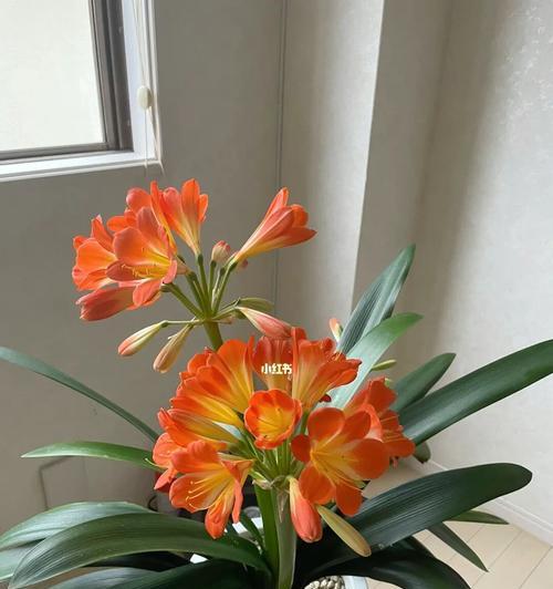 君子兰怎么看像快开花的样子？君子兰开花前的征兆有哪些？