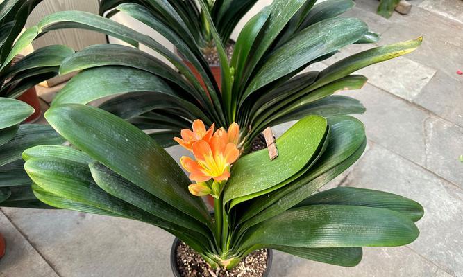 君子兰怎么看像快开花的样子？君子兰开花前的征兆有哪些？