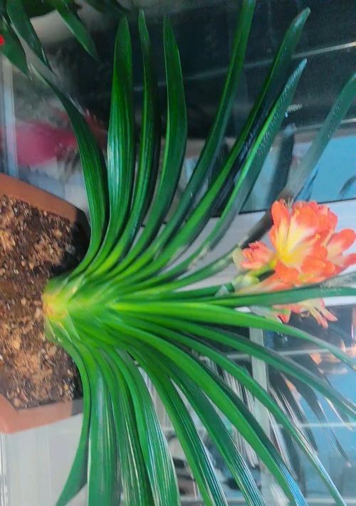 君子兰怎么看像快开花的样子？君子兰开花前的征兆有哪些？