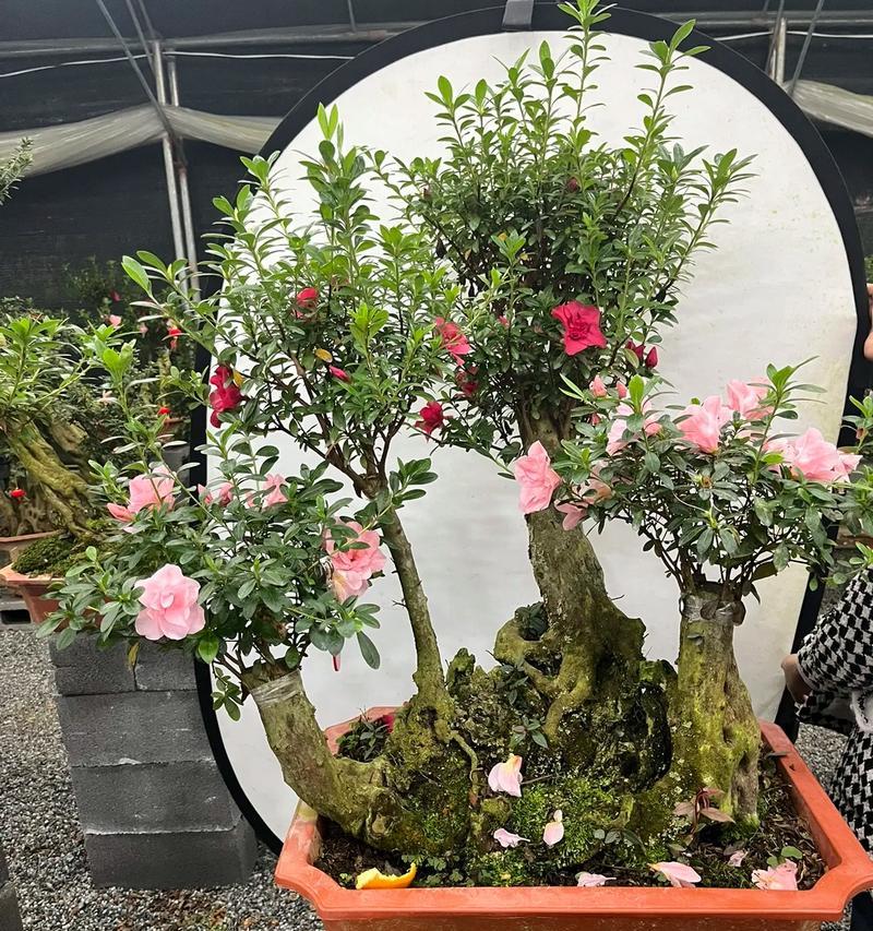 杜鹃的牡丹花怎么养护和管理？杜鹃牡丹花的养护和管理技巧是什么？