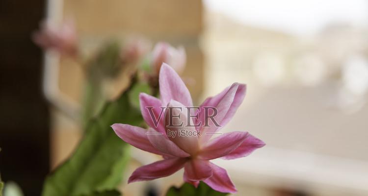 热带仙人掌怎么种植的呢？热带仙人掌的种植条件和步骤是什么？