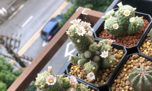 白刺虾属仙人球品种吗为什么？白刺虾仙人球的品种特点是什么？