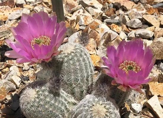 白刺虾属仙人球品种吗为什么？白刺虾仙人球的品种特点是什么？