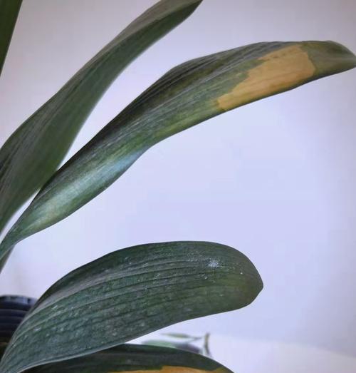 君子兰黄叶了怎么办？绿植养护技巧有哪些？