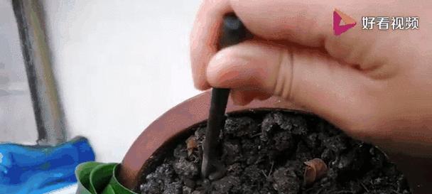 君子兰黄叶了怎么办？绿植养护技巧有哪些？