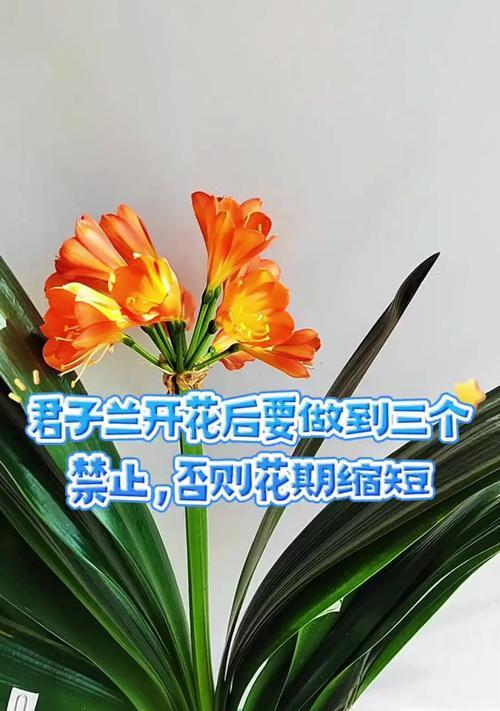 君子兰为何会偷偷开花？背后的原因是什么？