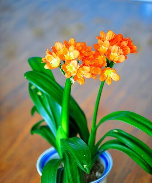 君子兰为何会偷偷开花？背后的原因是什么？