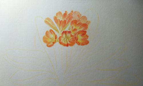 虎斑彩色君子兰如何养护才能开花？养护技巧有哪些？