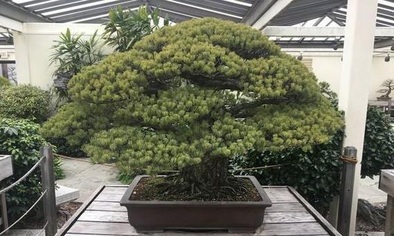 虎斑彩色君子兰如何养护才能开花？养护技巧有哪些？