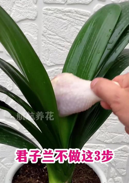 君子兰买回来不开花的原因是什么？如何解决？