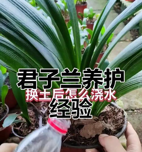君子兰不换盆时如何正确浇水？浇水技巧有哪些？