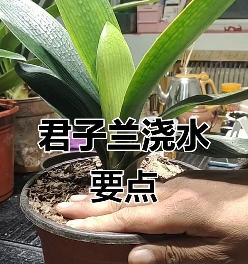 君子兰不换盆时如何正确浇水？浇水技巧有哪些？